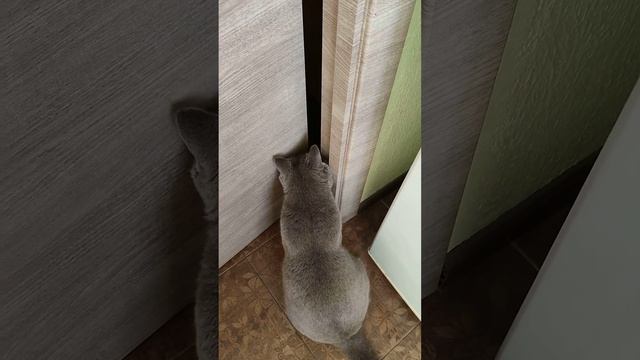 честер хочет открыть дверь 😽 смотреть онлайн