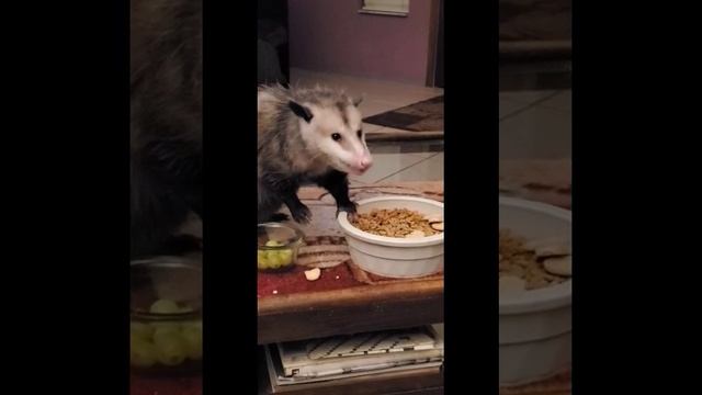 Opossum Cafe STINKER смотреть онлайн