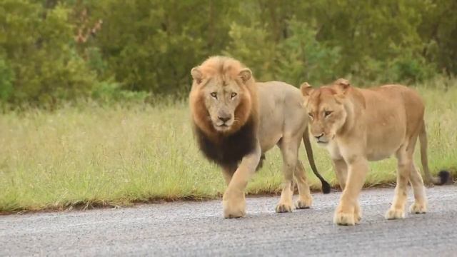 Your dream African safari starts here 🦁#lionking смотреть онлайн