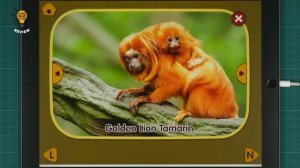 Meet Cute Alphabet Animals from  A to Z at ABC Zoo