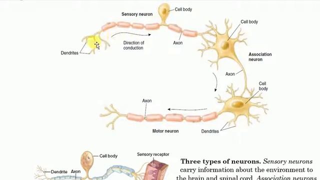 Form five biology, Coordination session 5, Classification of neurones by Dr. Mlelwa смотреть онлайн