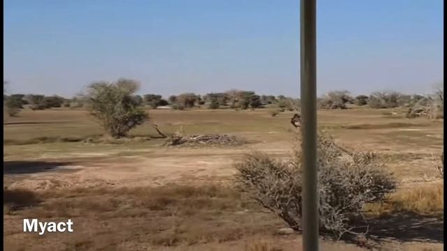 Myact #explore Sharjah safari#uae смотреть онлайн