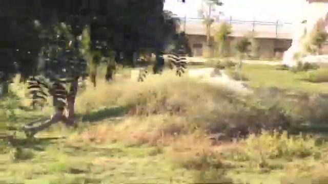 Dubai Safari Park смотреть онлайн