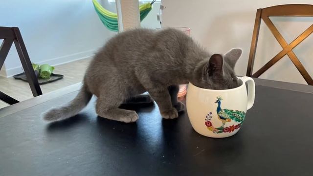 New Kittens for Chrome Casting смотреть онлайн