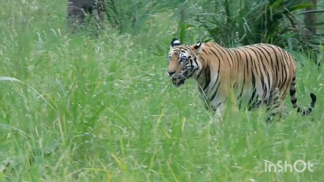 Safari with us смотреть онлайн