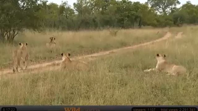 Feb 28 WildEarth Safari AM Drive: Buffalo with Scott, Lions on alert смотреть онлайн