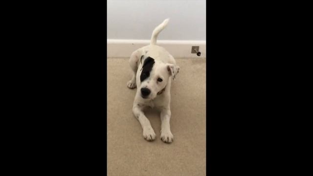 The Opera Singer? - Life with a Parson Russell Terrier смотреть онлайн