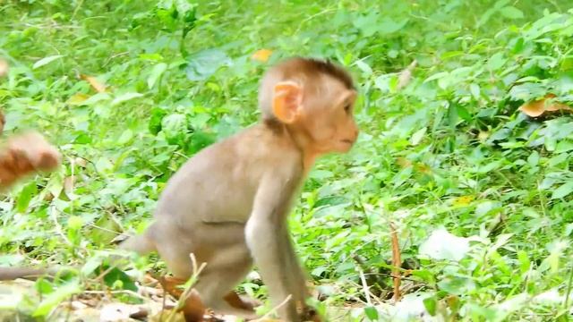 Big Brave Rex Baby Monkey Bite Ada Her Sister on the Tree very Serious #LoverMonkey смотреть онлайн