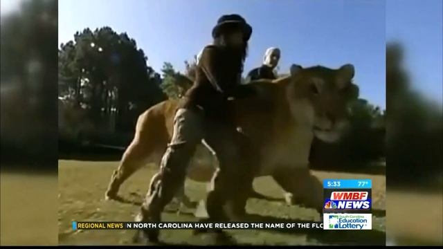 Big Cat Bill | Myrtle Beach Safari смотреть онлайн