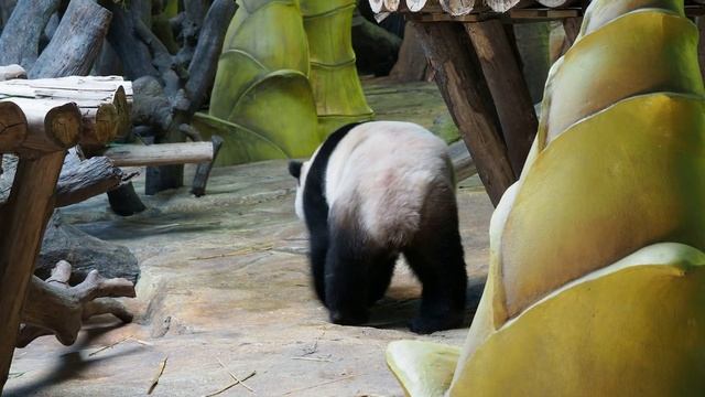 Pandas in Chimelong Safari Park (3) смотреть онлайн