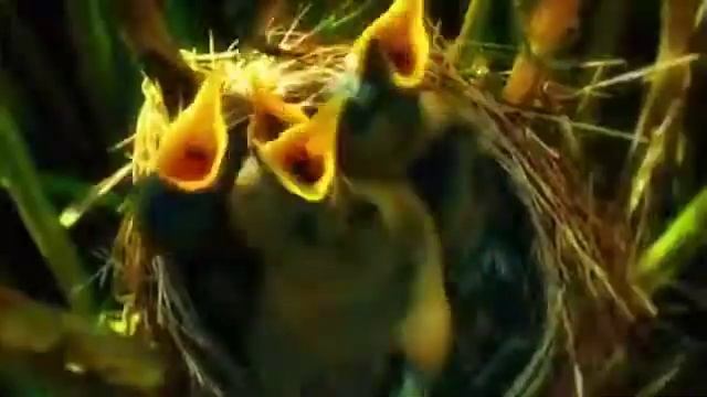 Bird Song Opera смотреть онлайн
