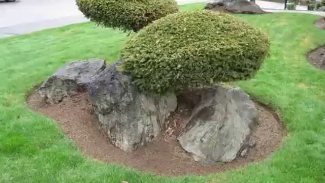 Behi Bonsai Urban Safari смотреть онлайн