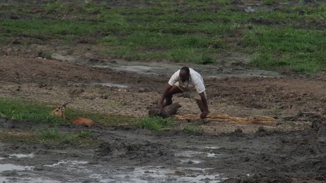2016 rescue of a impala Botwana смотреть онлайн