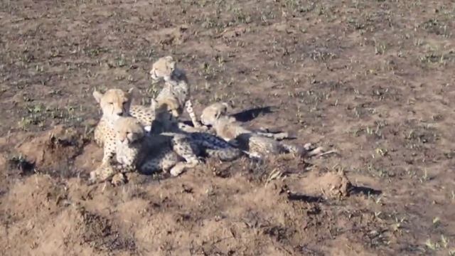 Tanzanian Safari - Long Version смотреть онлайн