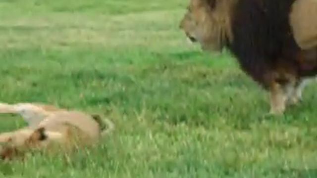 Lions Mating at Blair Drummond Safari Park смотреть онлайн
