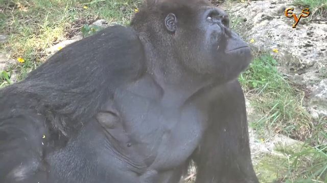 Ramat Gan Safari Park смотреть онлайн