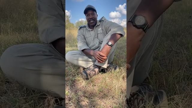 Safari Guide of the Year Finalist 4, Civilized Ngwenya смотреть онлайн