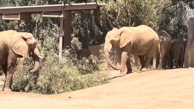 🌲Fresh Tree for Elephants🐘 ~ San Diego Zoo Safari Park ~ 8/14/2022 смотреть онлайн
