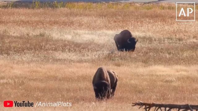 Buffalo Facts For Kids, African Buffalo Facts National Geographic 2020 #AnimalPlots смотреть онлайн