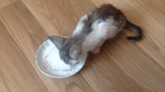 Маленький котик .. он мяукал у нас под дверью и просился к нам.. Как мы ему помогли? смотреть онлайн