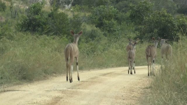Our Latest Kruger National Park Safari Game Drive Sightings - Published 10 may 2018 смотреть онлайн