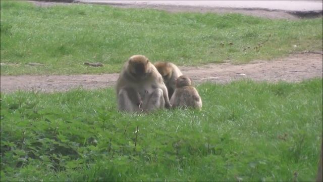Vlog #3 | Day Trip to Woburn Safari Park | Bedfordshire, UK смотреть онлайн
