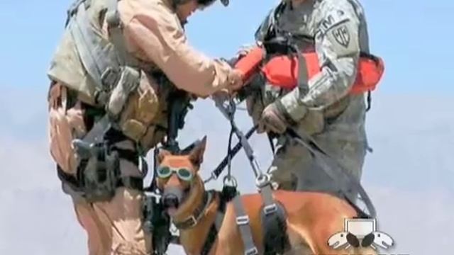 Submit Your Brave Dog Tale смотреть онлайн