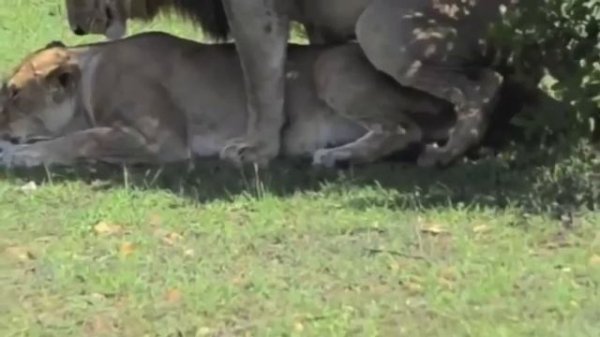 Lion and Tiger Animal Breeding - Top Animals Mating