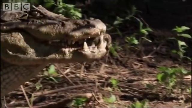 Attenborough - Baby Caymans hatching - BBC wildlife смотреть онлайн