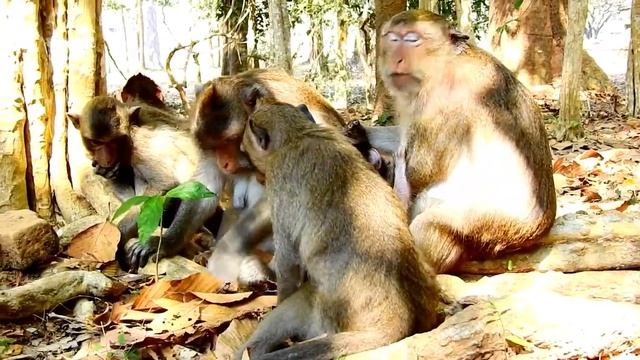 LOOK !! BABY VIKKI SO BRAVE || BABY VIKKI TEST MILK ALPHA DAISY || MOM VIOLET SCARE AND TERRIFIES смотреть онлайн