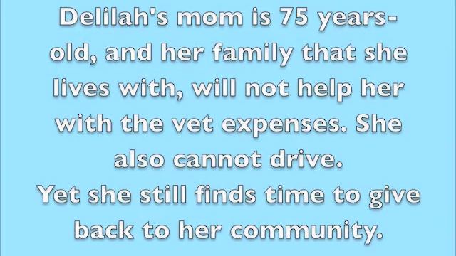 Please Help Delilah-The Brave Pomeranian смотреть онлайн