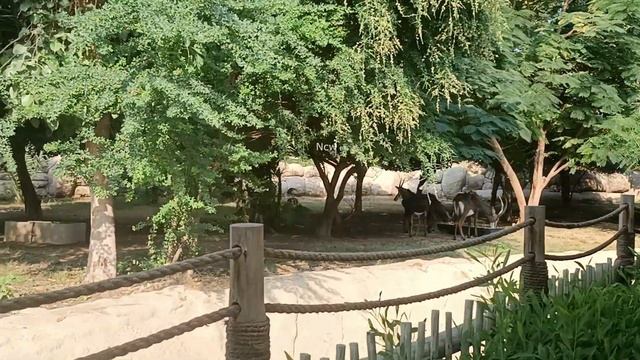 Dubai Safari Park Part 1/ദുബായ് സഫാരി/ആഫ്രിക്കൻ വില്ലേജ് ദുബായ് സഫാരി പാർക്ക്/African Village смотреть онлайн
