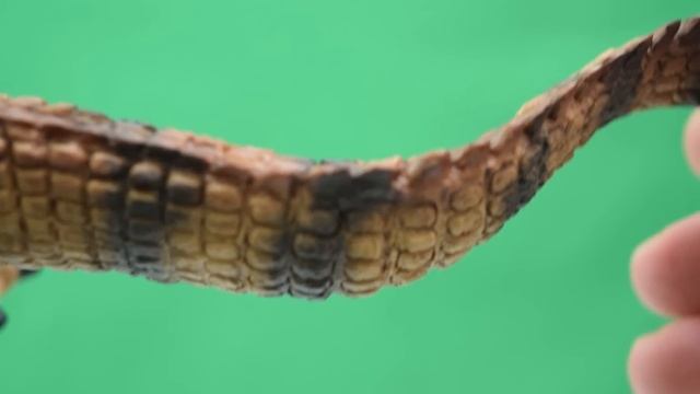 Safari Ltd® Spinosaurus (NEW for 2019) смотреть онлайн