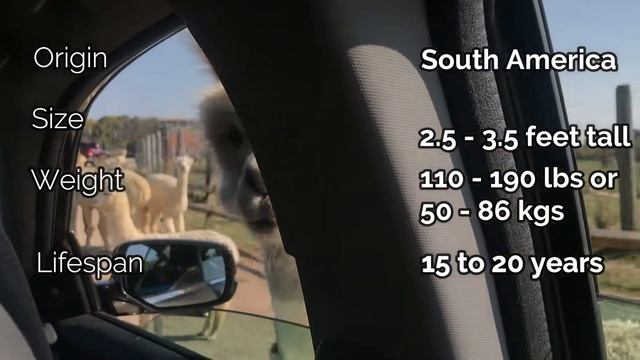 Wildlife Safari vlog with kutty chef. смотреть онлайн