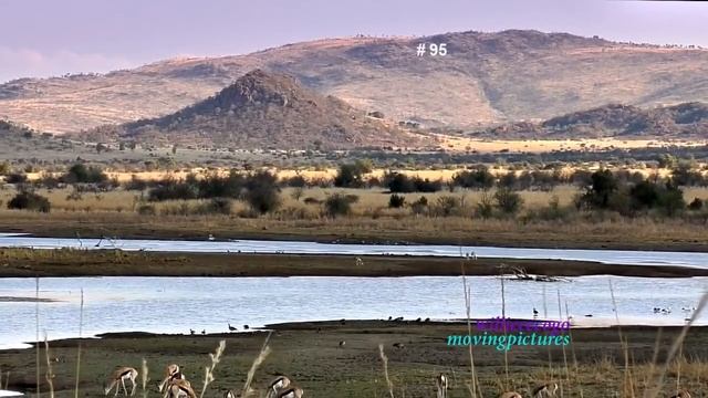 African Safari _ Spectacular View Of Nature     _(vid #95_720p)  (No Music)