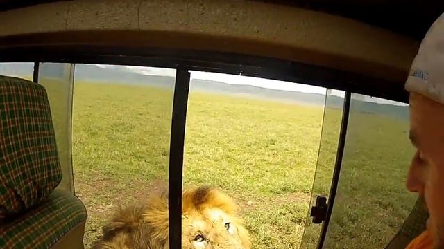 Lion petting goes wrong... смотреть онлайн