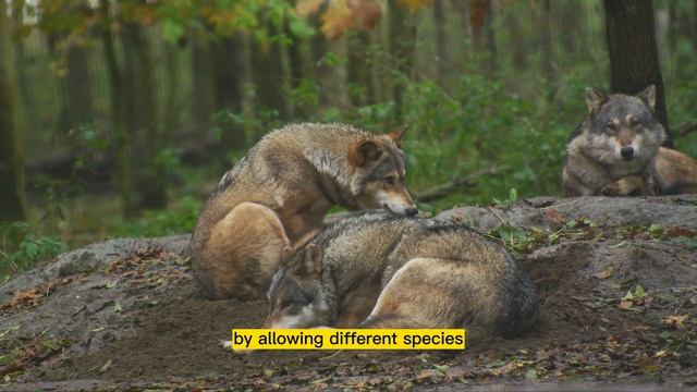 Why We Need Wolves: Guardians of the Wild | Nick's Animal Safari #animals #wolf смотреть онлайн
