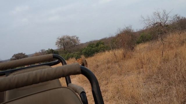 I WENT ON A SOUTH AFRICA SAFARI (VLOG) смотреть онлайн