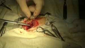 Вывих бедра у кошки