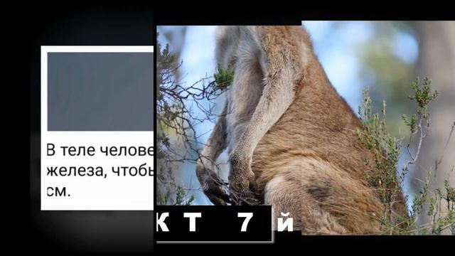 15 интересных фактов. Го́рдон Джеймс Ра́мзи — британский шеф-повар, ведущий британских телешоу ....