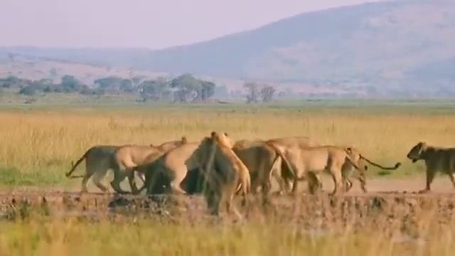 Lions (where can I visit lions? Where to do safari?can I visit Africa safely?How to visit africa? смотреть онлайн