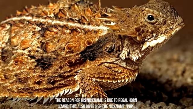 Everything You Need To Know About Coyote Peterson Coyote Peterson Facts    Brave Wilderness Facts