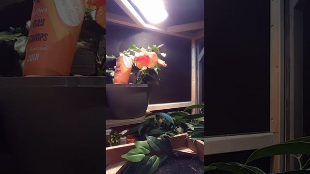 Baby Veiled Chameleon Hunting (and failing) смотреть онлайн