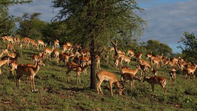 African Safari 2019 Episode 6 Serengeti смотреть онлайн