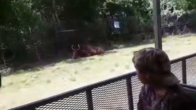 De "Safari " Con la familia. смотреть онлайн