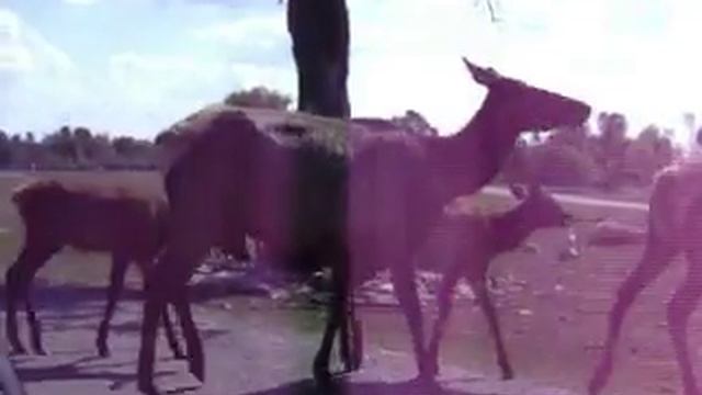 African Lion Safari [9] смотреть онлайн