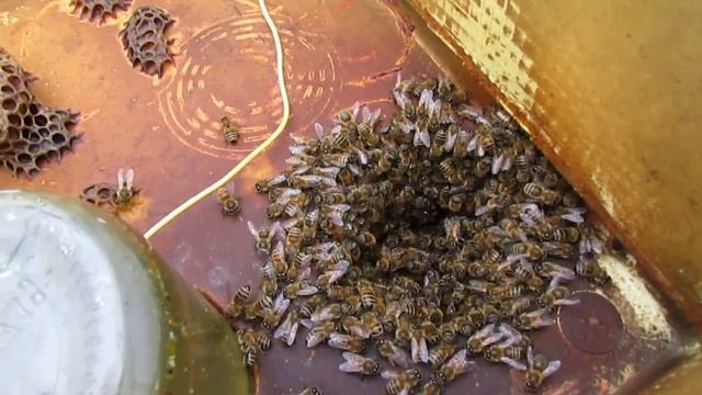 ослабление пчел в конце октября 2024 года в Подмосковье - сколько семей пчел ослабло и почему смотреть онлайн