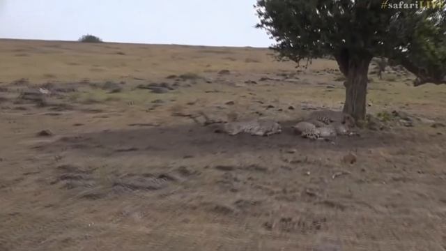Safari Live : прямой перевод от PROMT смотреть онлайн