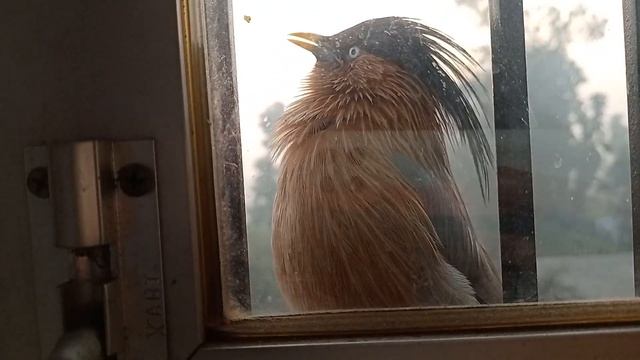 Two Cute Birds 🐦 🐦 Are Peeping At My Window # Amazing Voice #MORNING 🌅 VIEW смотреть онлайн