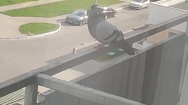 Очень наглые голуби прилетели на балкон больницы смотреть онлайн